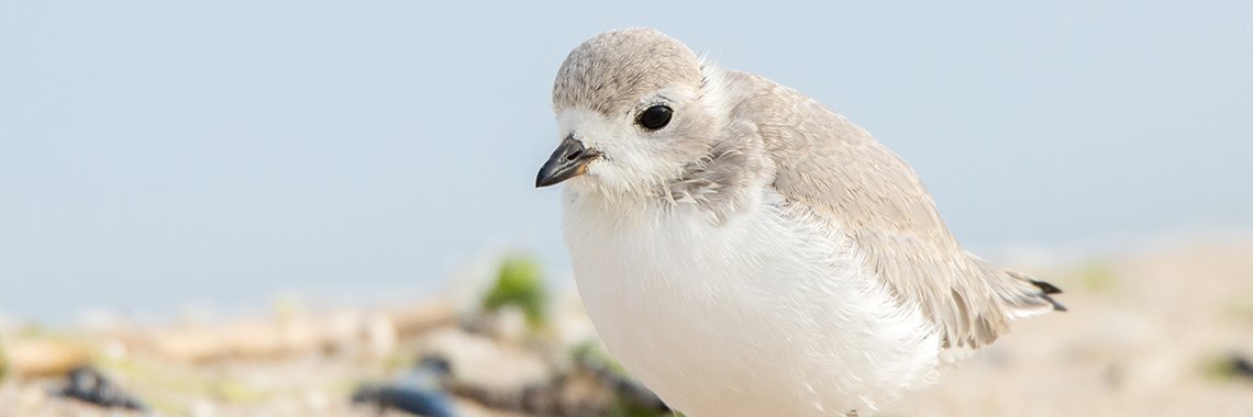 piping plover strip